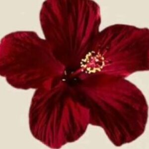 Profile photo of Njoki